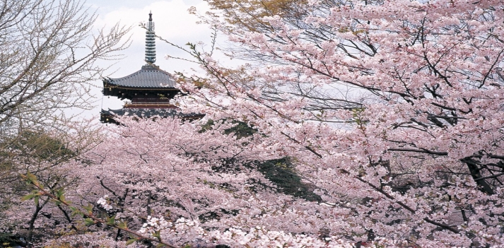 Azonzo in Giappone per la fioritura dei ciliegi 3